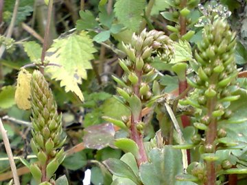 Quale umbilicus?  Umbilicus horizontalis (Crassulaceae)